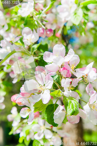 Image of Blooming apple tree close-up