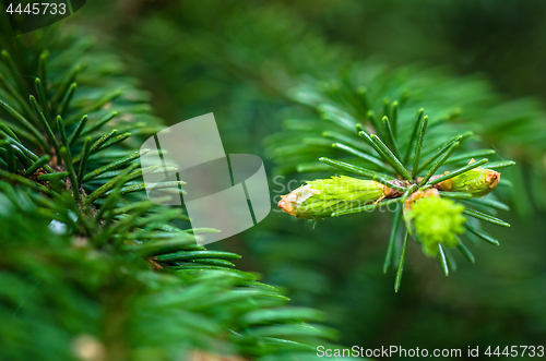 Image of Branch of spruce with sprouts in spring time, close-up