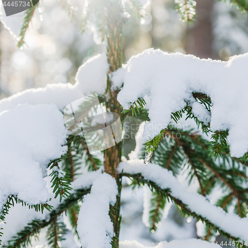 Image of A branch of spruce under the snow backlit by sunlight