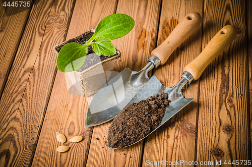 Image of Seedlings zucchini and garden tools on a wooden surface