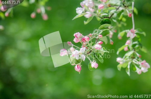 Image of A branch of blossoming Apple trees in springtime, close-up