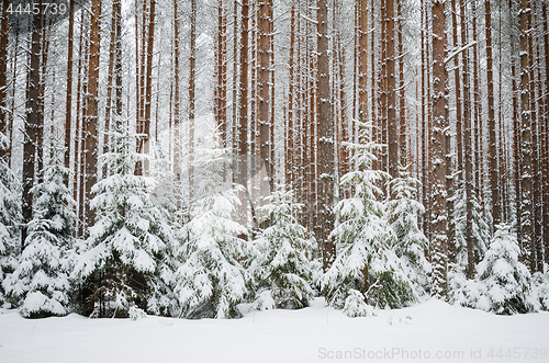 Image of Firs and pines in the forest after snowfall