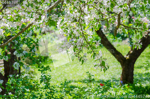 Image of Branch of blossoming apple-tree, close-up