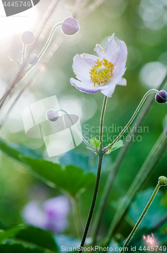 Image of Pale pink flower Japanese anemone, close-up. Note: Shallow depth