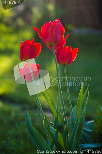 Image of Red tulips in the garden, backlight