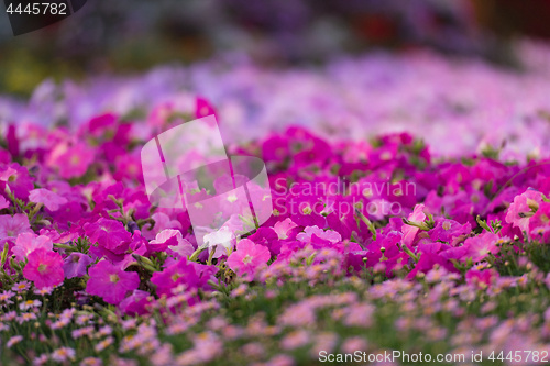 Image of Dubai miracle garden