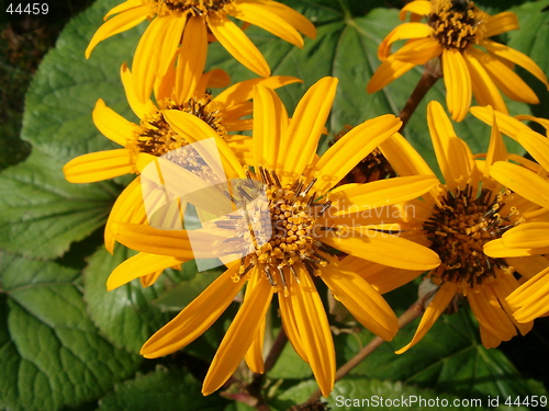 Image of Ligularia dentata