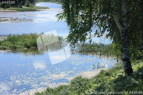 Image of Birch on the bank of river