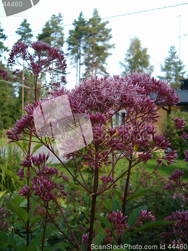 Image of Eupatorium purpureum