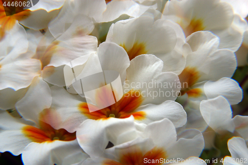 Image of White primula flowers