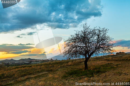 Image of Sunset and lonley tree in the field