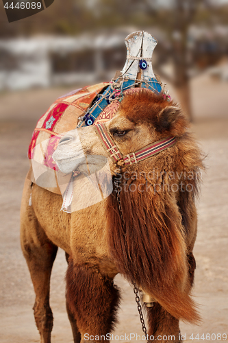 Image of Portrait of turkish camel