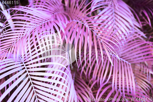 Image of surreal pink palm tree leaves