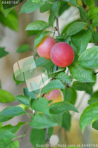 Image of Several red fruits of cherry plum on a branch