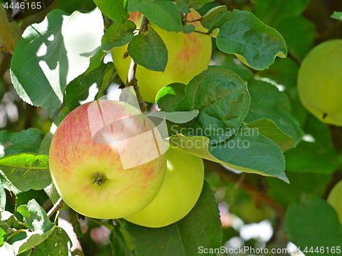 Image of Apple striped fruits hanging on the branch