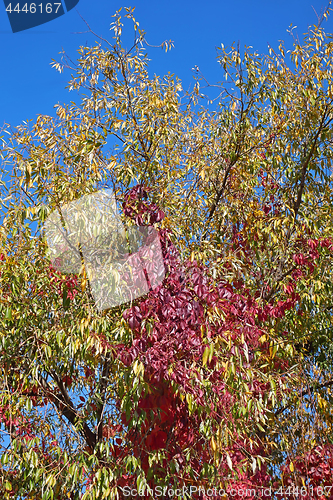 Image of Virginia Creeper on the willow tree