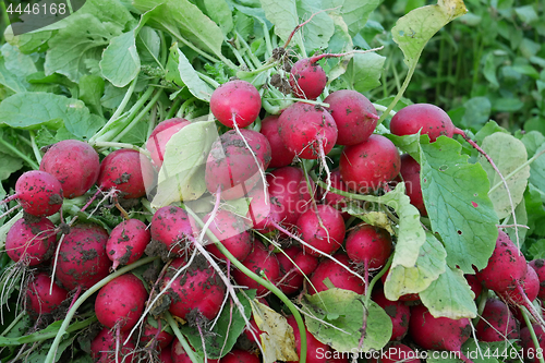 Image of Radish Roots Heap