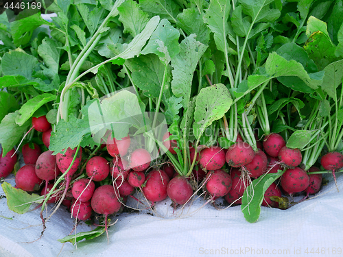 Image of Radish Roots Heap On White Cloth