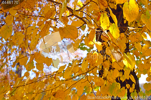 Image of Linden tree with yellow leaves