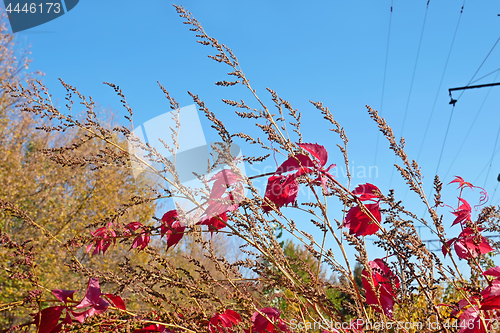 Image of Red liana leaves on dried grass in lovely autumn day