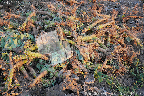 Image of Crop waste heap of white cabbage torn root