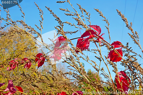 Image of Red liana leaves on dried grass in autumn day