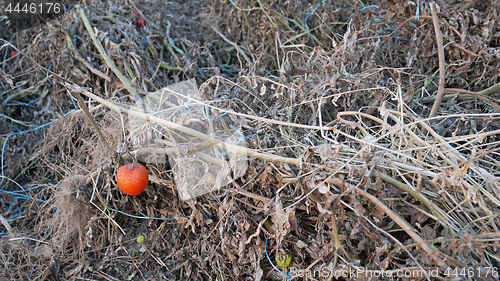 Image of Dried Spoiled Tomato Plants after Harvesting