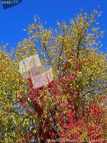 Image of Virginia Creeper climbing on the willow tree