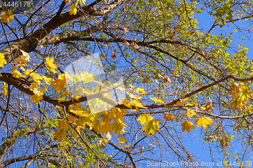 Image of Maple tree with yellow leaves against blue sky in autumn day