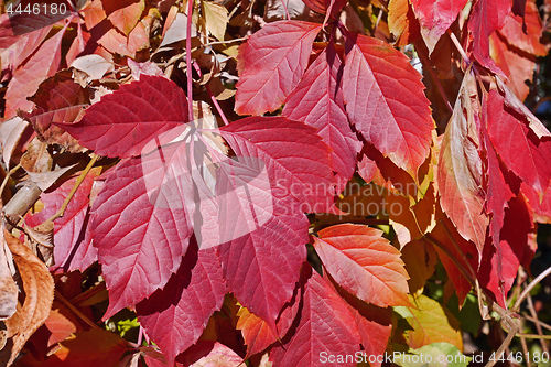 Image of Bright red leaves of Virginia Creeper