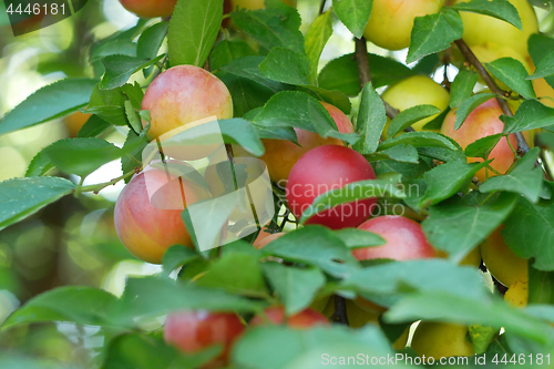 Image of Red fruits of cherry plum on a branch