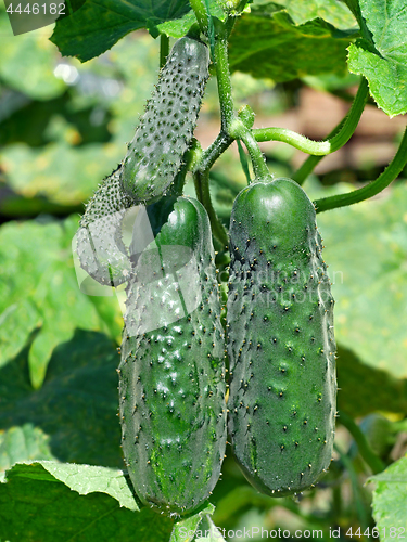 Image of Green cucumbers ripening in garden