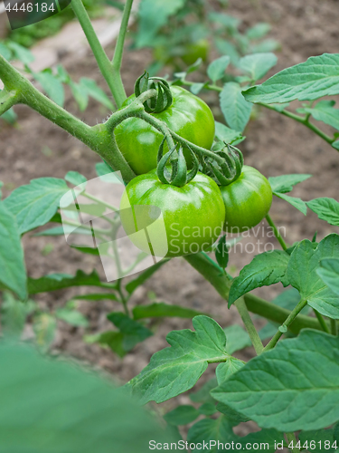 Image of Green tomato fruits with yellowish hue growth in soil