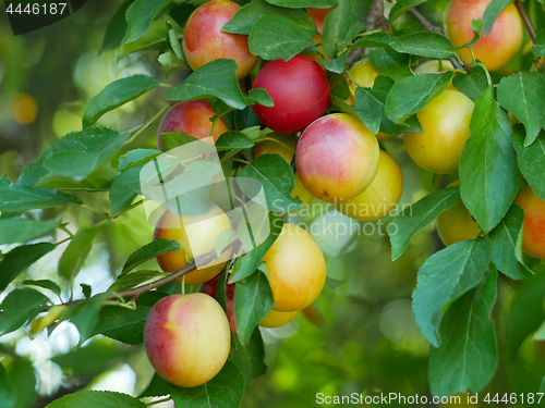 Image of Cherry plum fruits on a branch