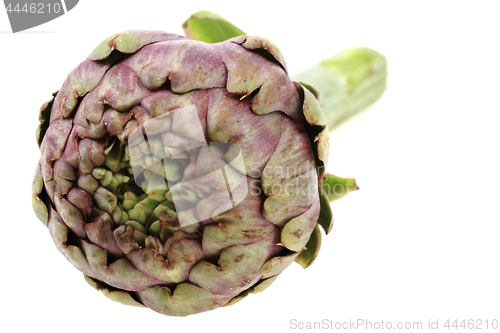 Image of fresh artichoke isolated