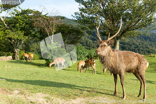 Image of Red deer stag