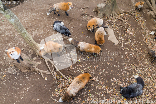 Image of Many fox eating together