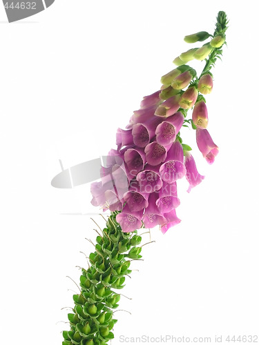 Image of foxglove