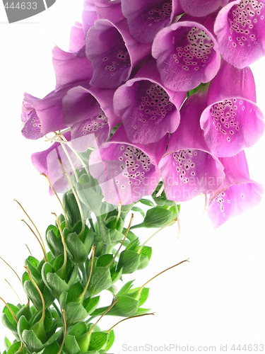 Image of foxglove