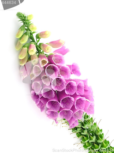 Image of foxglove