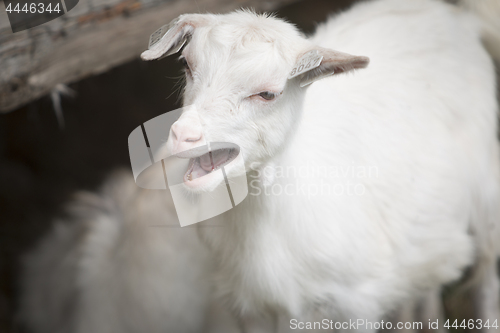 Image of Goat