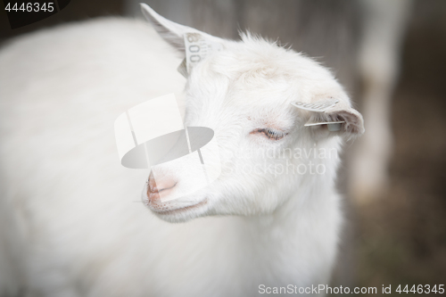 Image of Goat