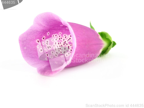 Image of foxglove