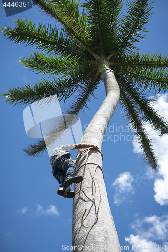 Image of Adult male climbs coconut tree to get coco nuts