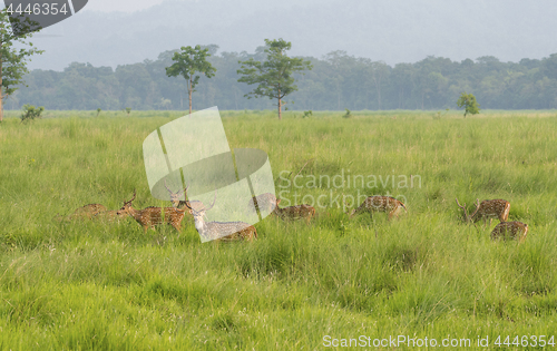 Image of Sika or dappled deers in the wild