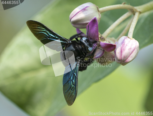 Image of Xylocopa valga or carpenter bee on Apple of Sodom flowers