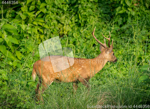 Image of spotted or sika deer in the jungle