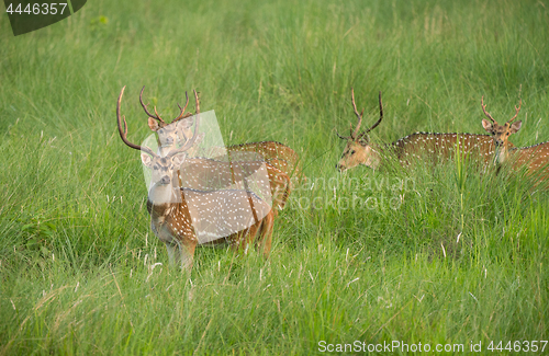 Image of Sika or spotted deers herd in the elephant grass