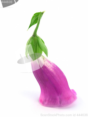 Image of foxglove