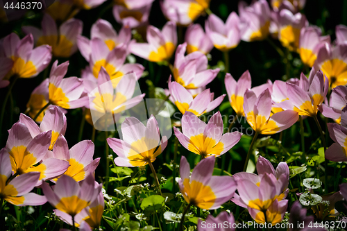 Image of Blooming tulips flowerbed in Keukenhof flower garden, Netherland